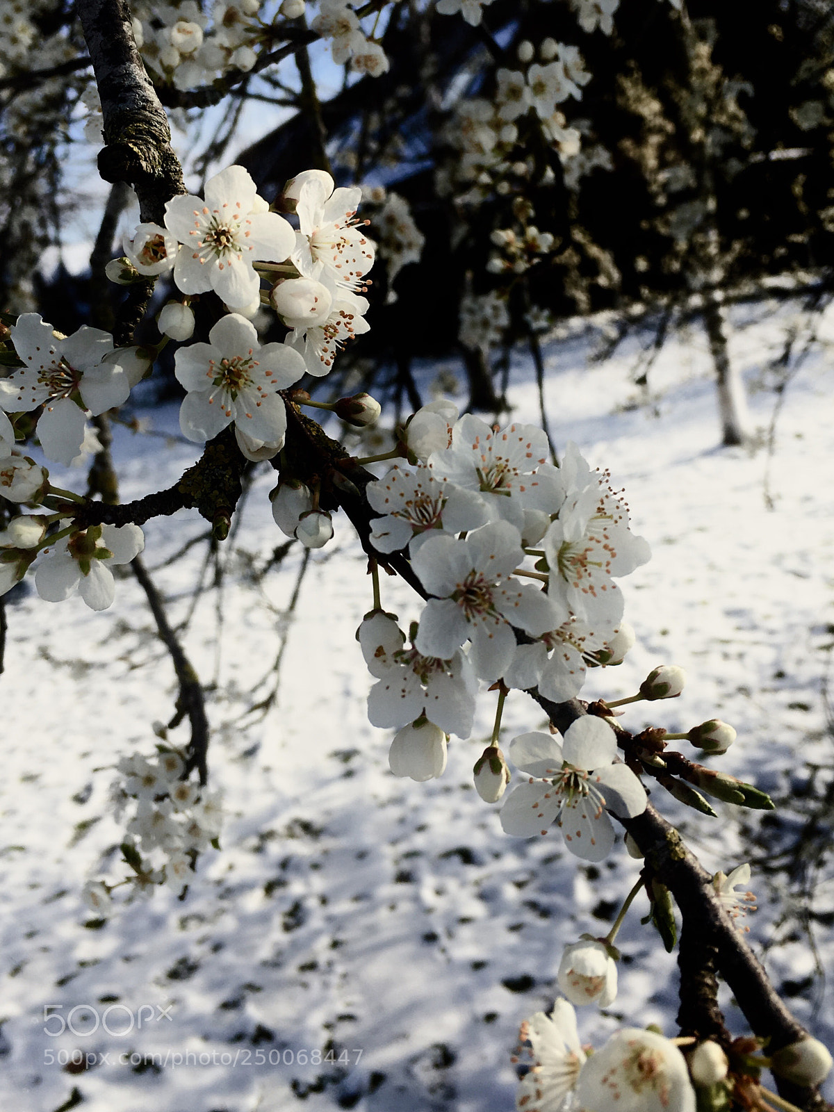 Apple iPhone SE sample photo. „march” photography