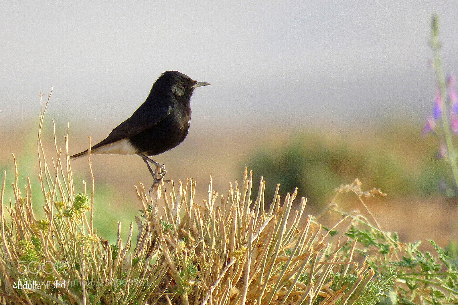 Canon PowerShot SX60 HS sample photo. Pied stonechat  photography