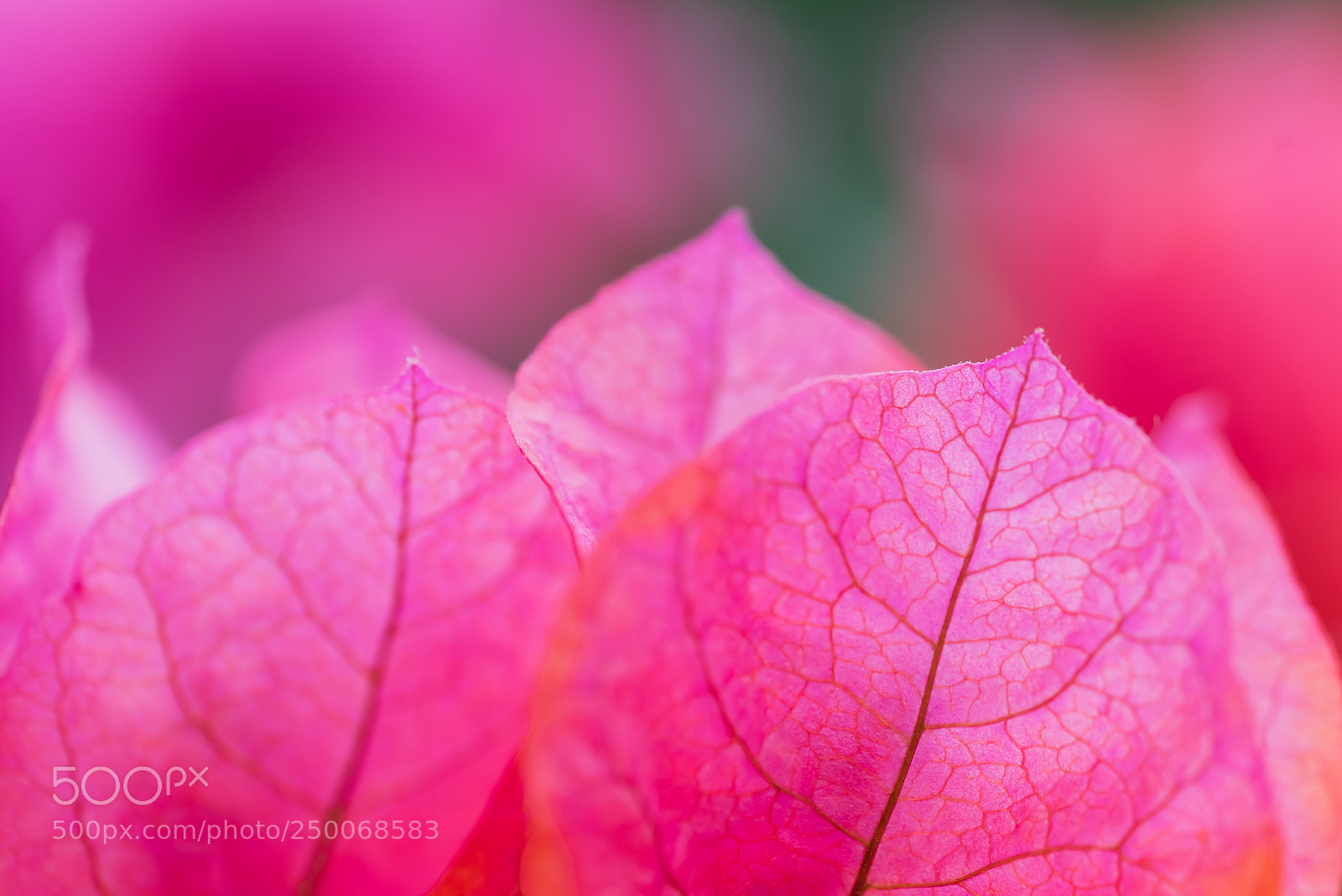 Sony a7S sample photo. Knives out photography