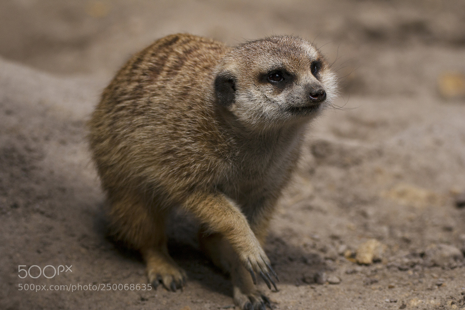 Canon EOS 70D sample photo. Meerkat photography