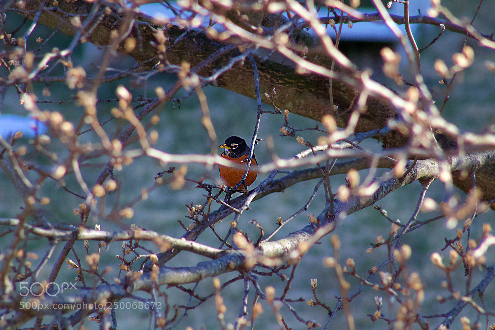 Canon EOS 1200D (EOS Rebel T5 / EOS Kiss X70 / EOS Hi) sample photo. American robin photography