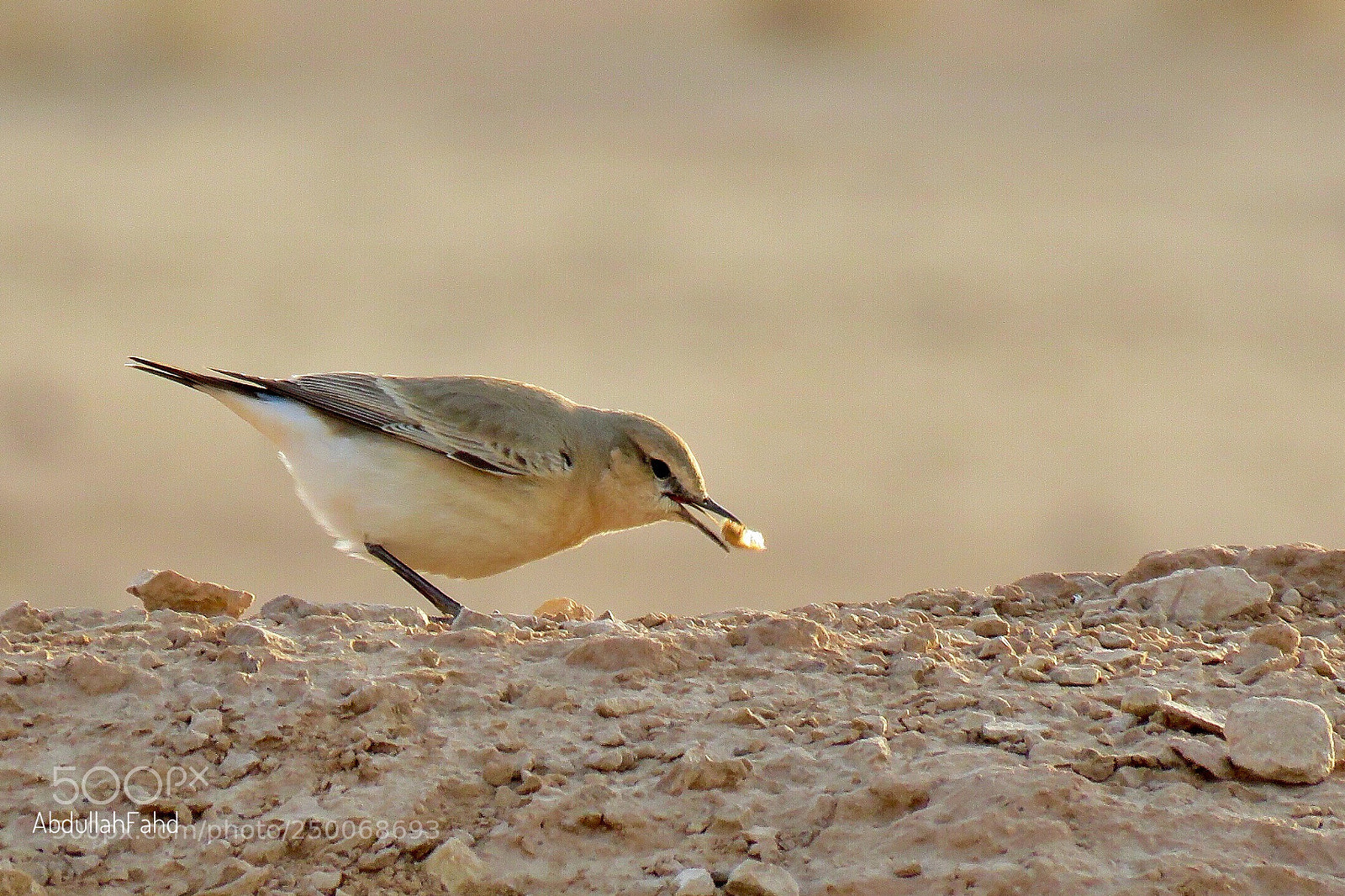 Canon PowerShot SX60 HS sample photo. Isabelline wheatear  photography