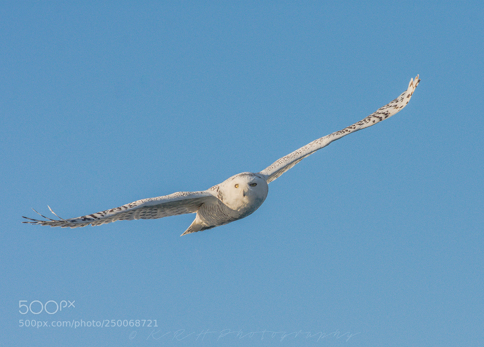 Nikon D7200 sample photo. Snowy owl photography
