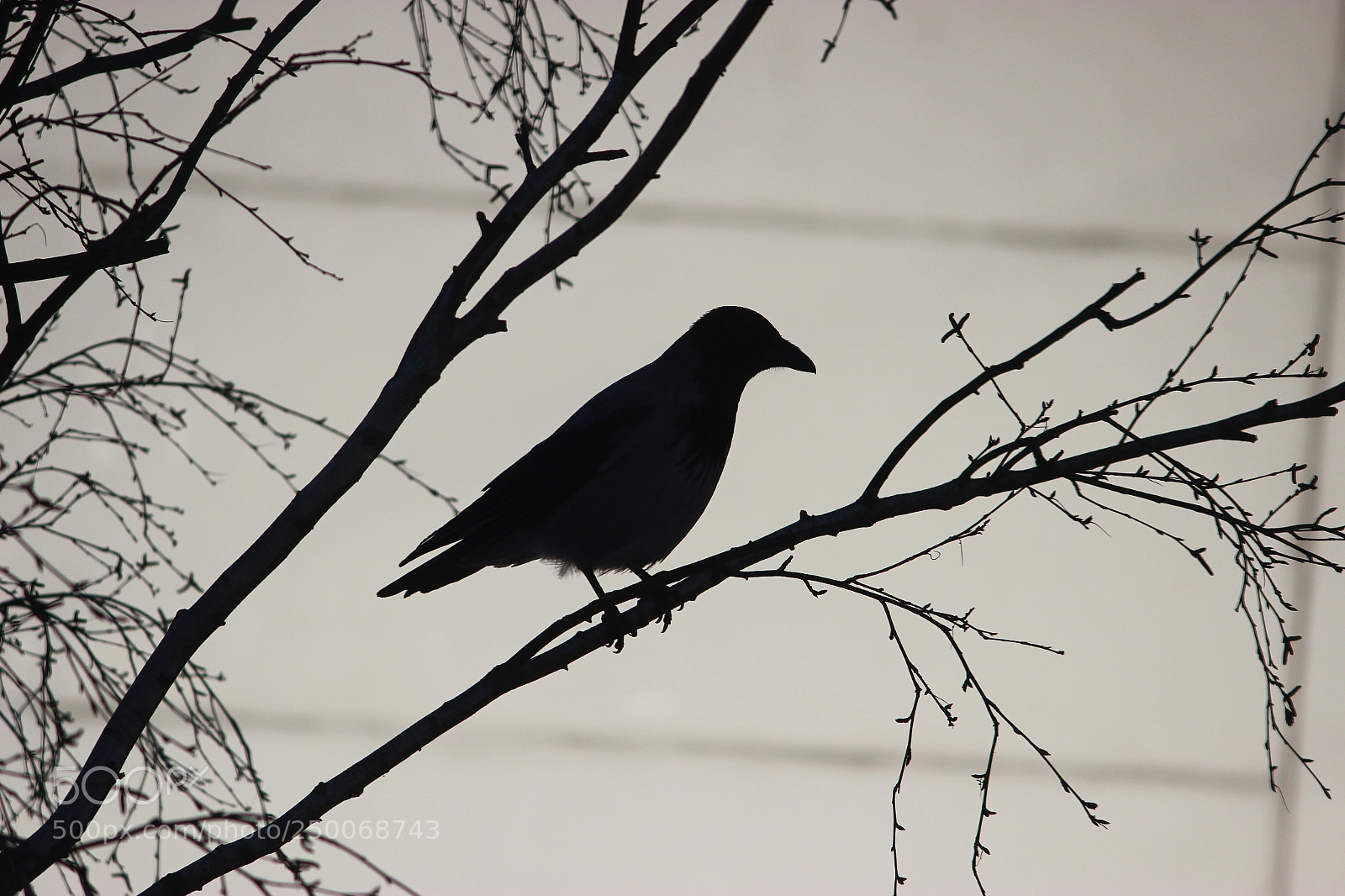 Canon EF-S 55-250mm F4-5.6 IS II sample photo. Crow photography