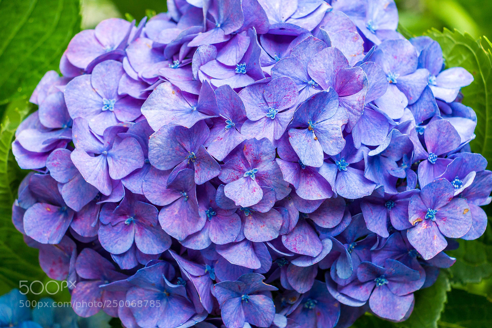 Canon EOS 70D sample photo. Full bloom photography
