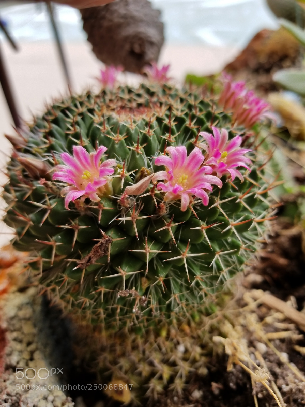 Samsung Galaxy S8+ sample photo. A portly cactus showing photography