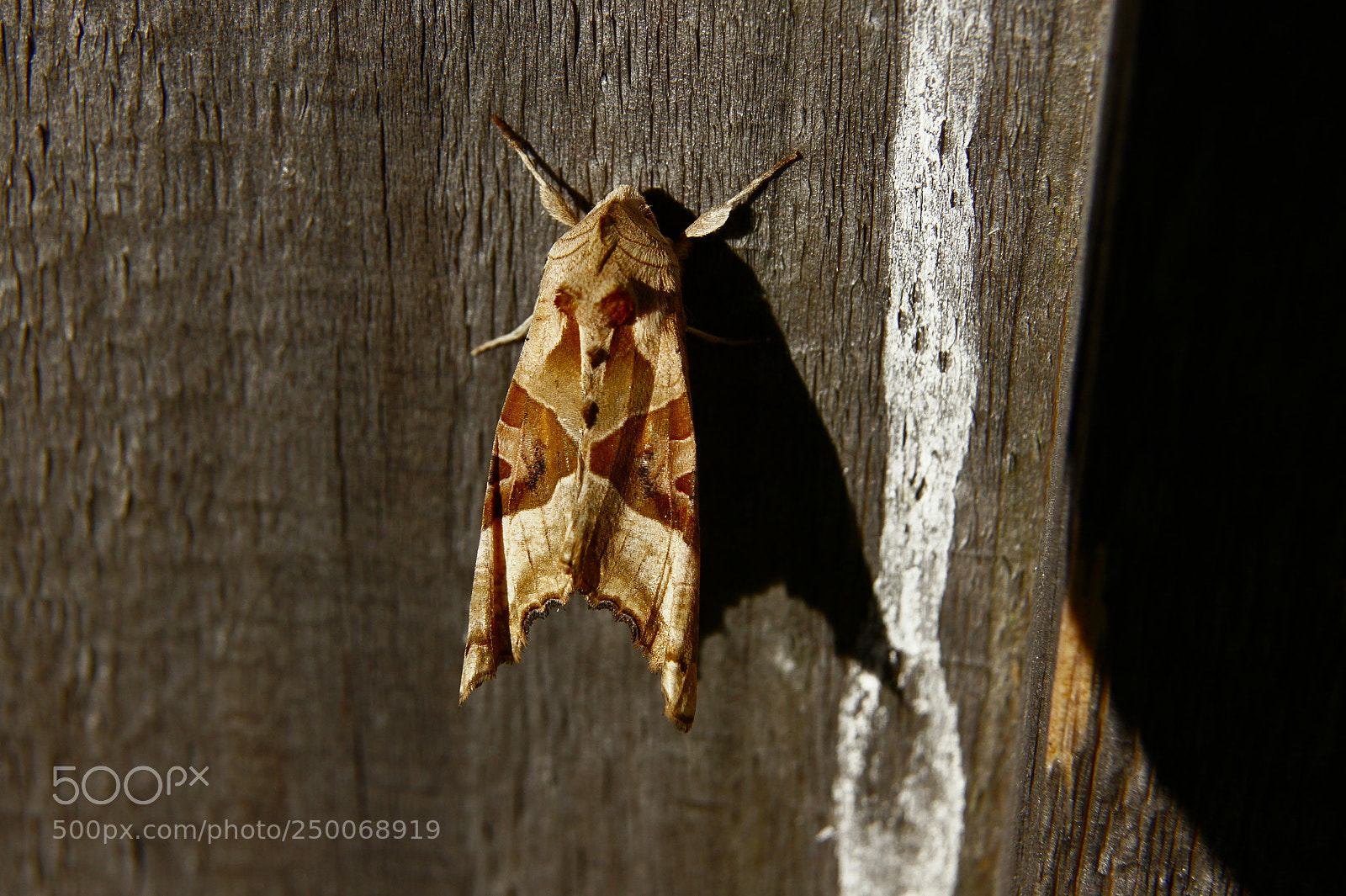 Sony SLT-A33 sample photo. Moth on fence 02. photography