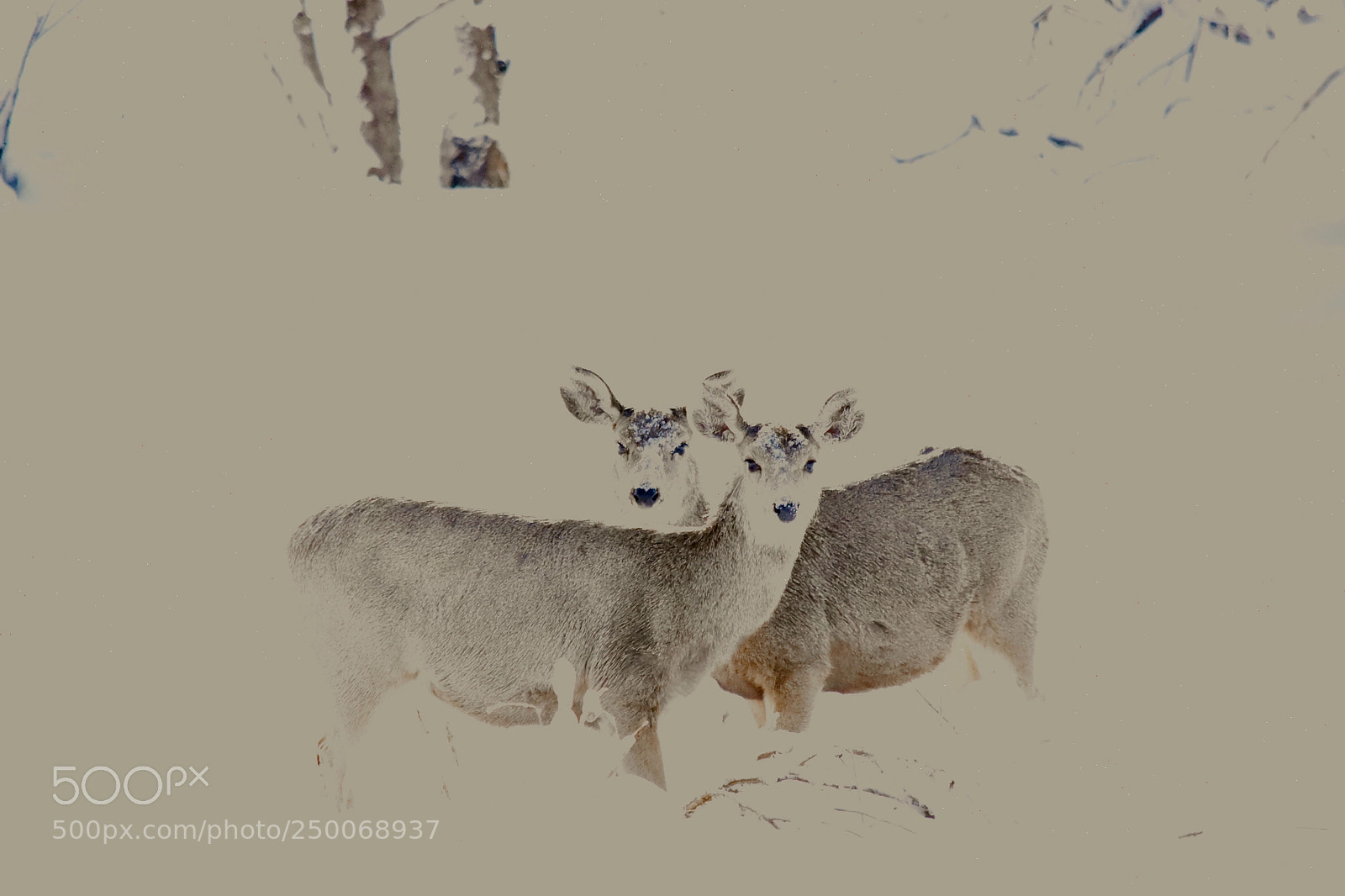 Nikon D7200 sample photo. Morning snow mule deer photography