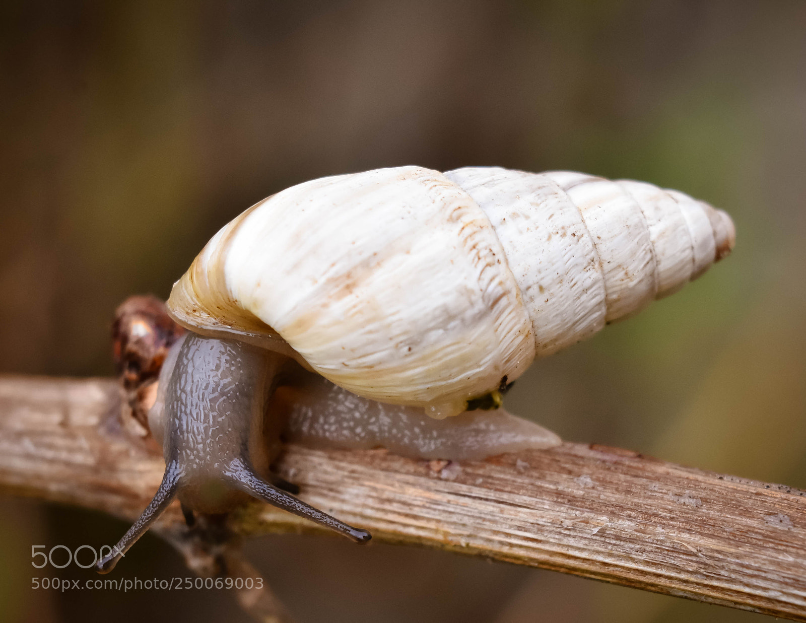 Nikon D3400 sample photo. Snail photography