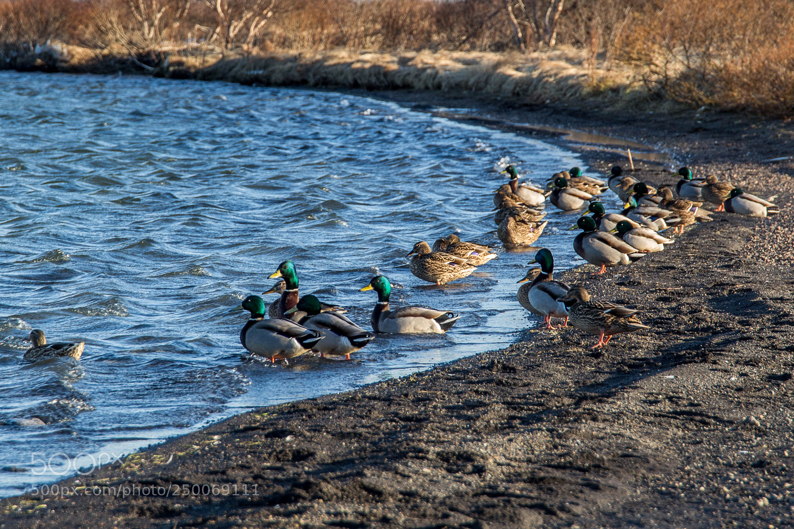 Canon EOS 700D (EOS Rebel T5i / EOS Kiss X7i) sample photo. Mallards in iceland photography