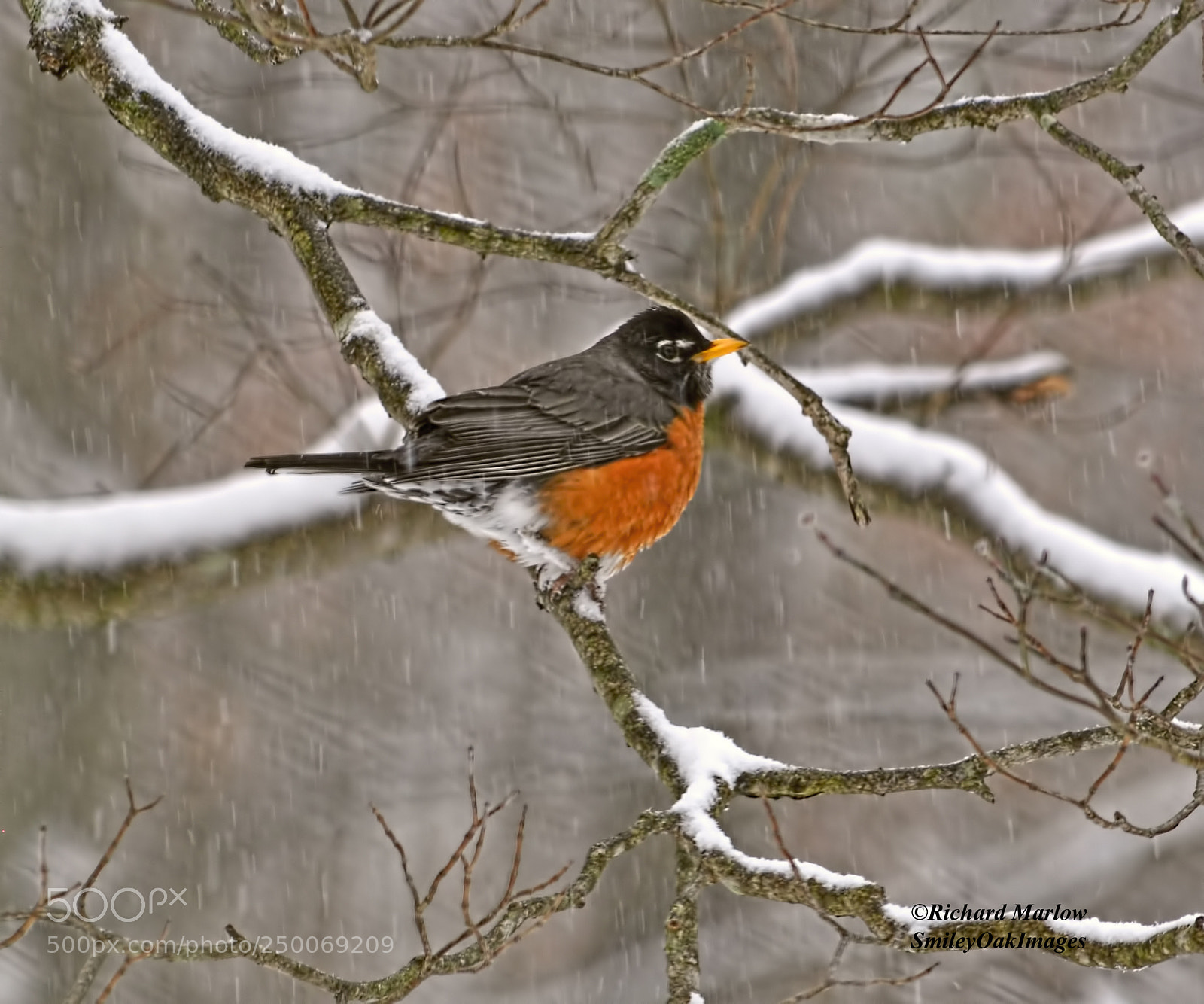Nikon D5000 sample photo. Robin in the snow photography