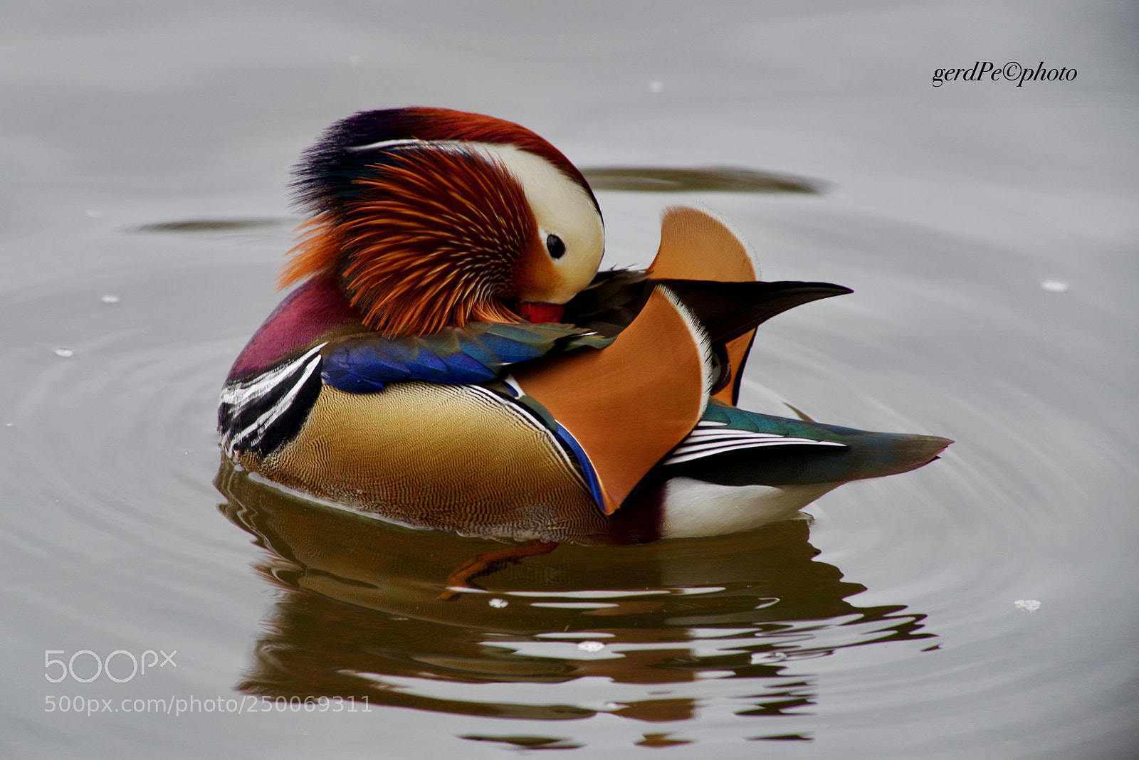 Pentax K-1 sample photo. Mandarin duck photography