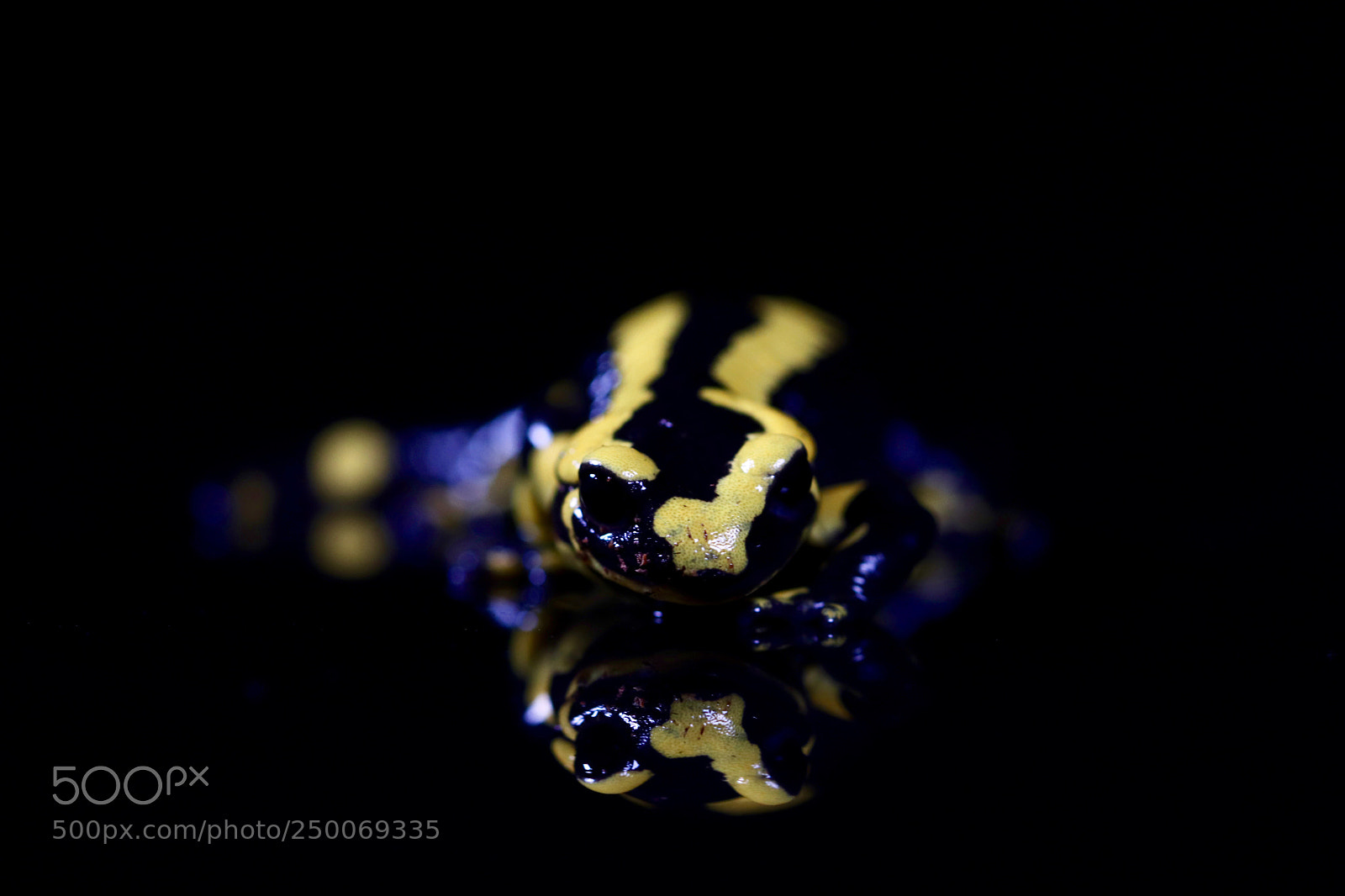 Canon EOS 800D (EOS Rebel T7i / EOS Kiss X9i) sample photo. Salamander photography