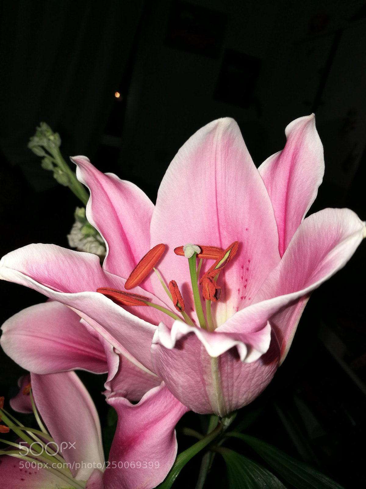 HUAWEI P9 sample photo. Untitled photography