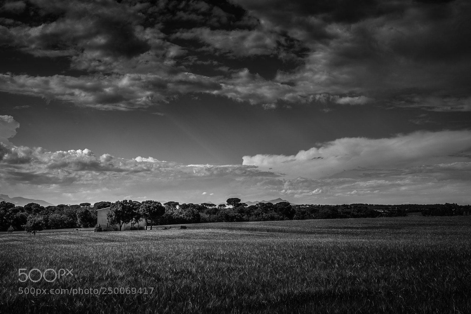 Nikon D800 sample photo. Fields of gold photography