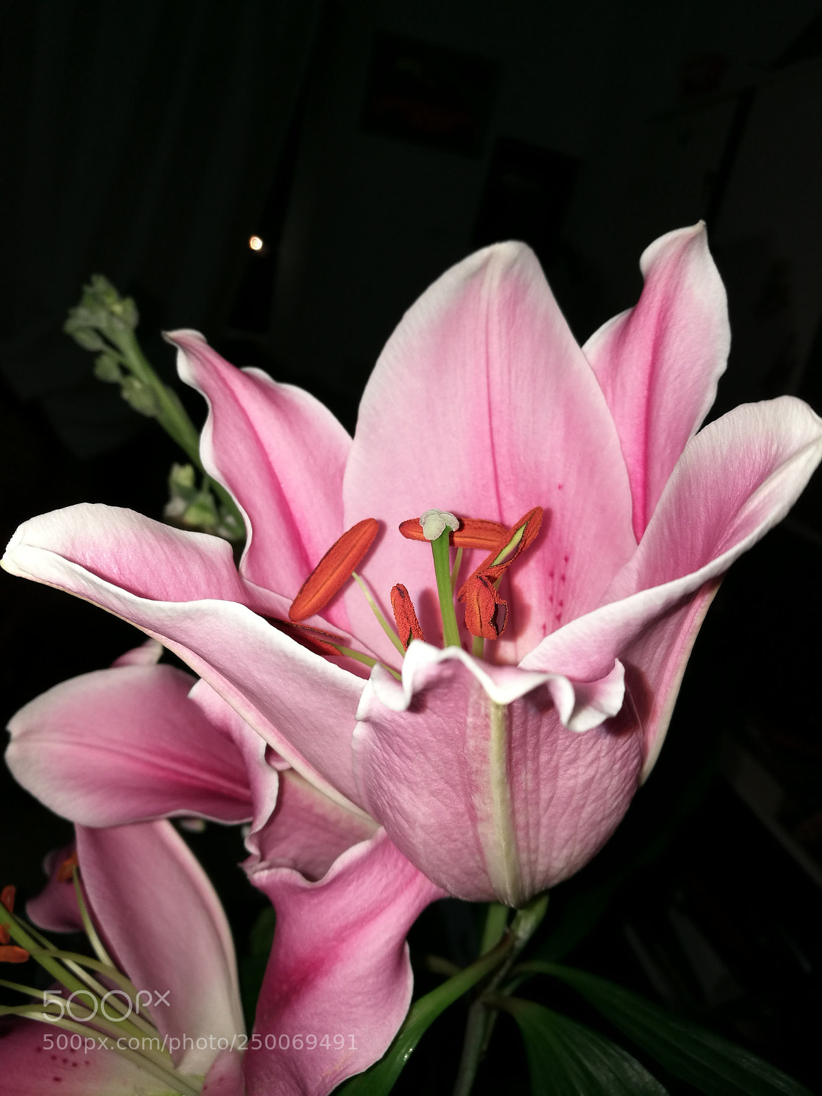 HUAWEI P9 sample photo. Untitled photography