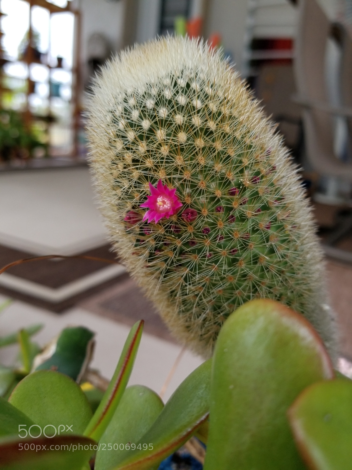 Samsung Galaxy S8+ sample photo. The last hurrah photography