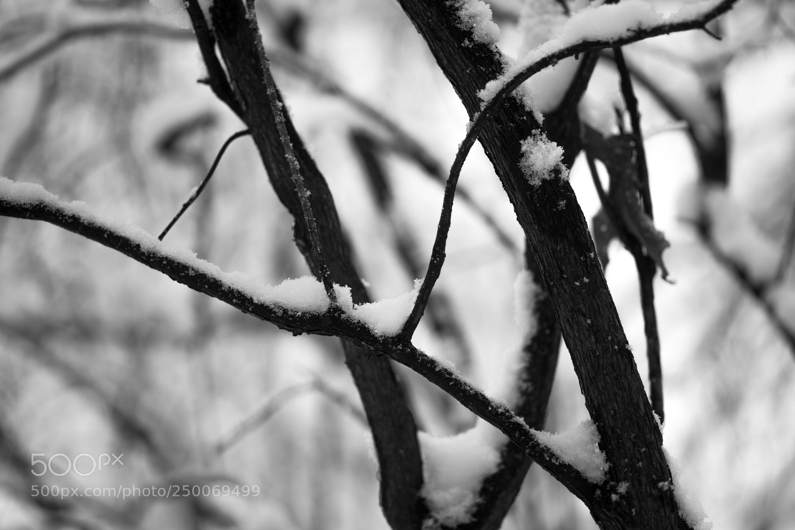 Pentax K-1 sample photo. Curved branches in snow photography