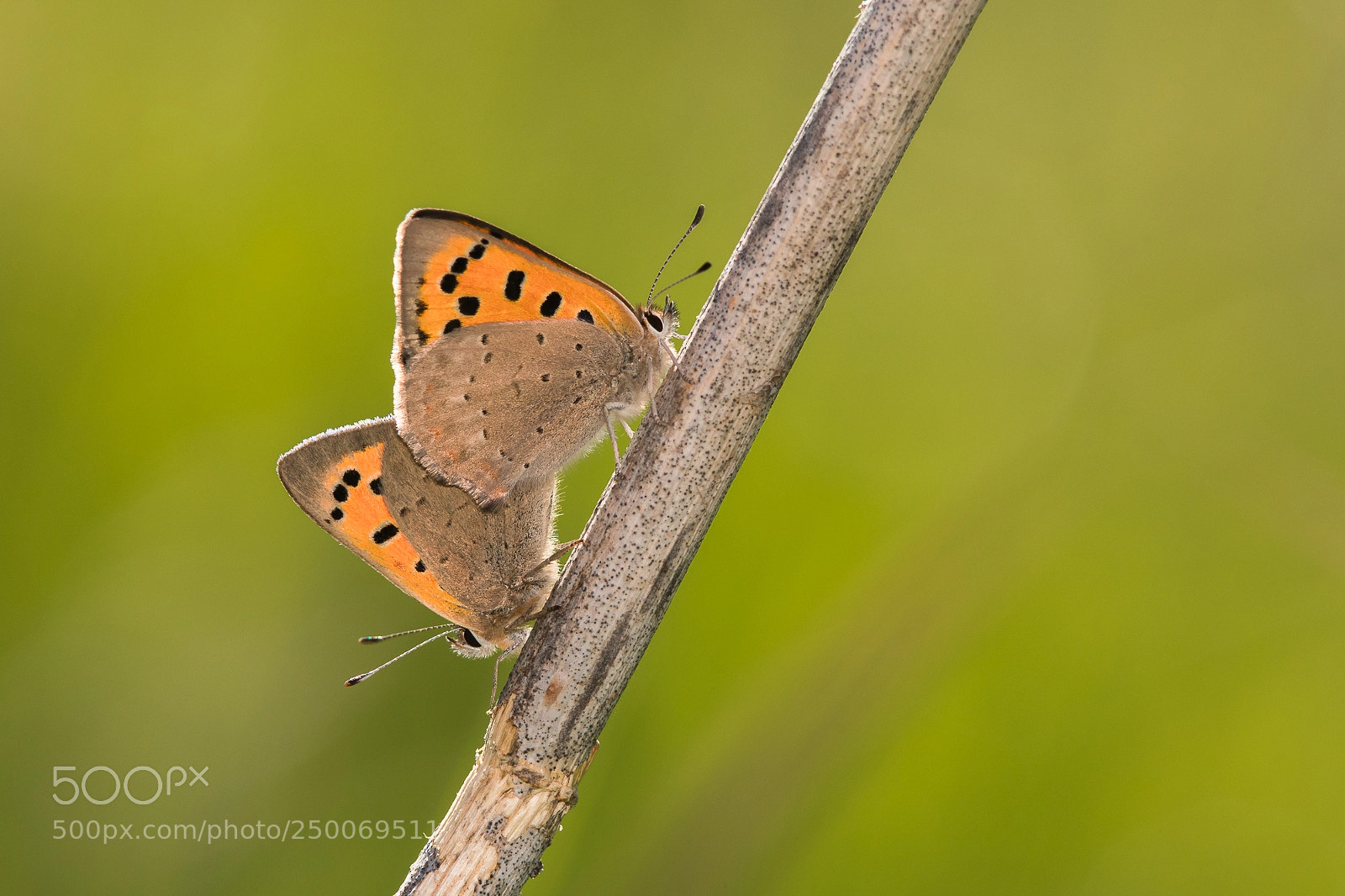 Canon EOS 5D Mark IV sample photo. Lycaena phlaeas photography