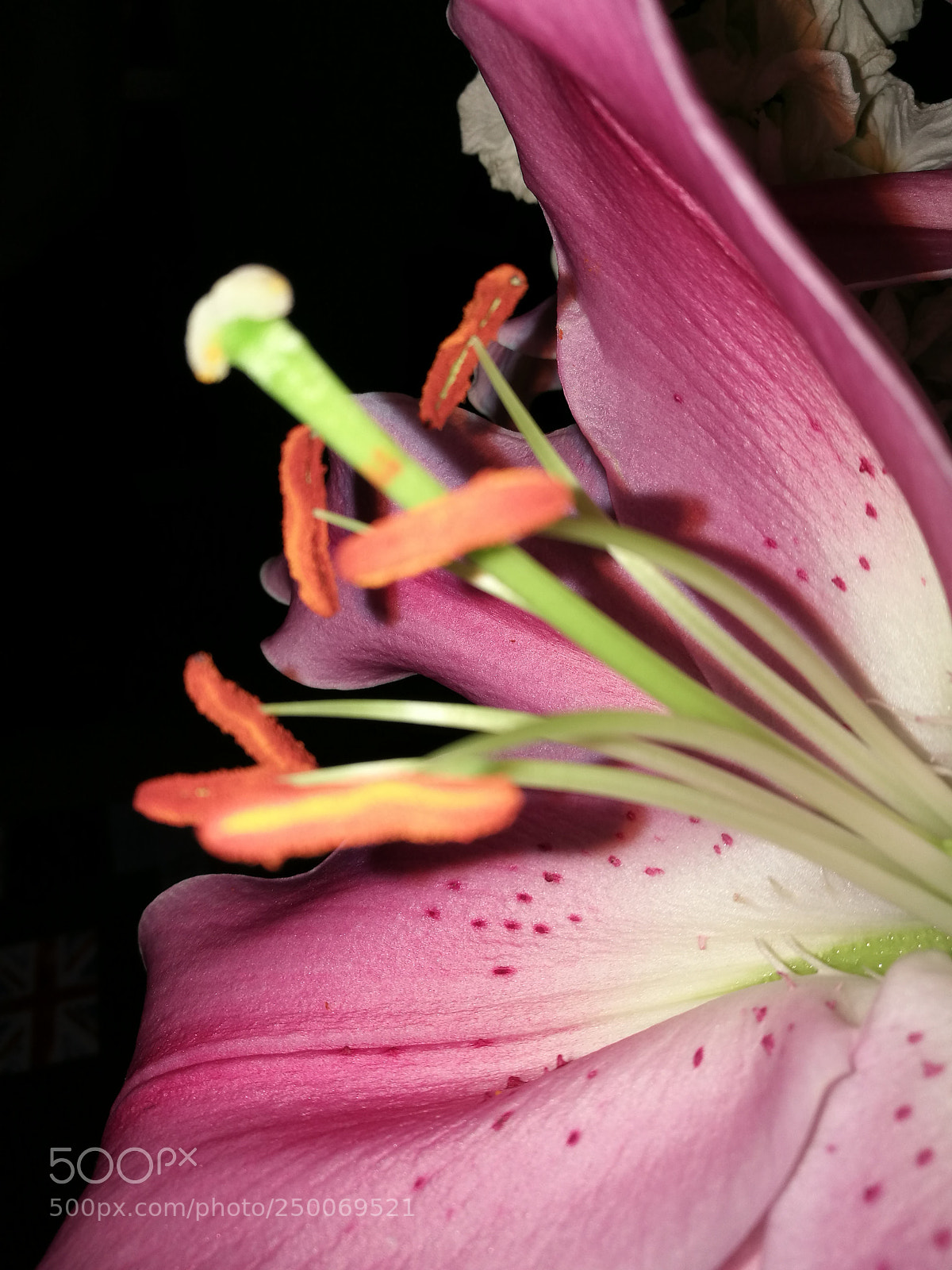 HUAWEI P9 sample photo. Untitled photography