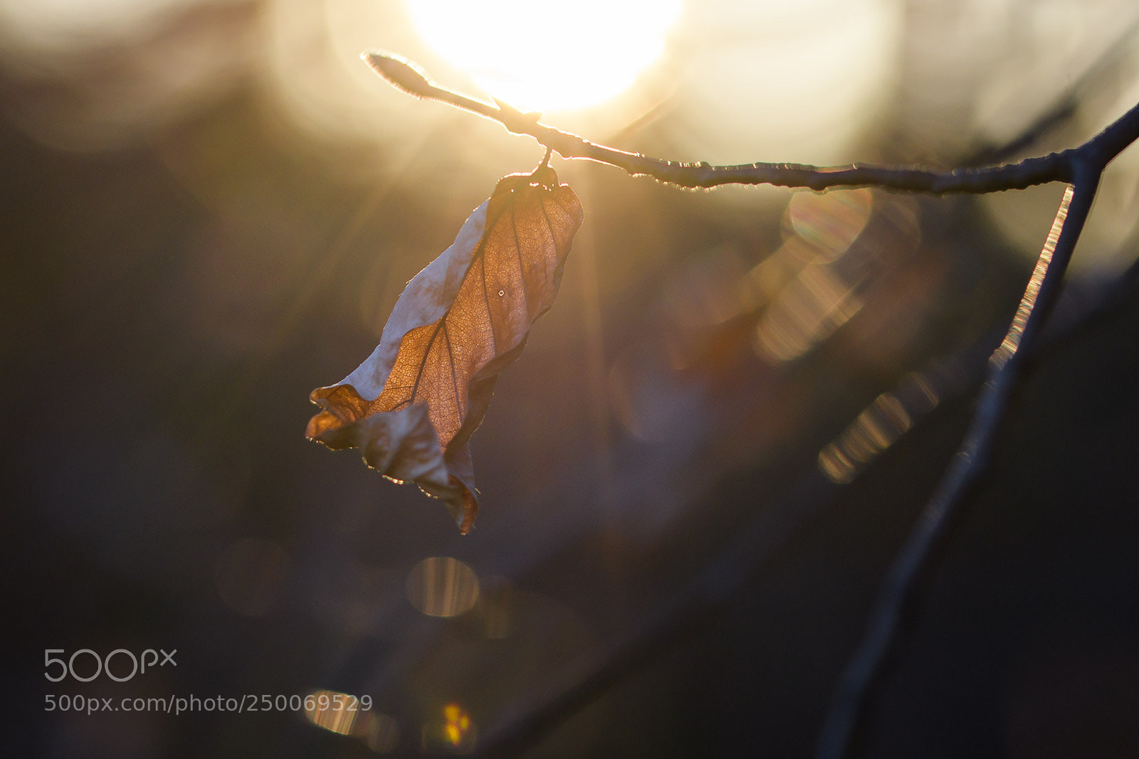 Nikon D500 sample photo. It s a kind photography
