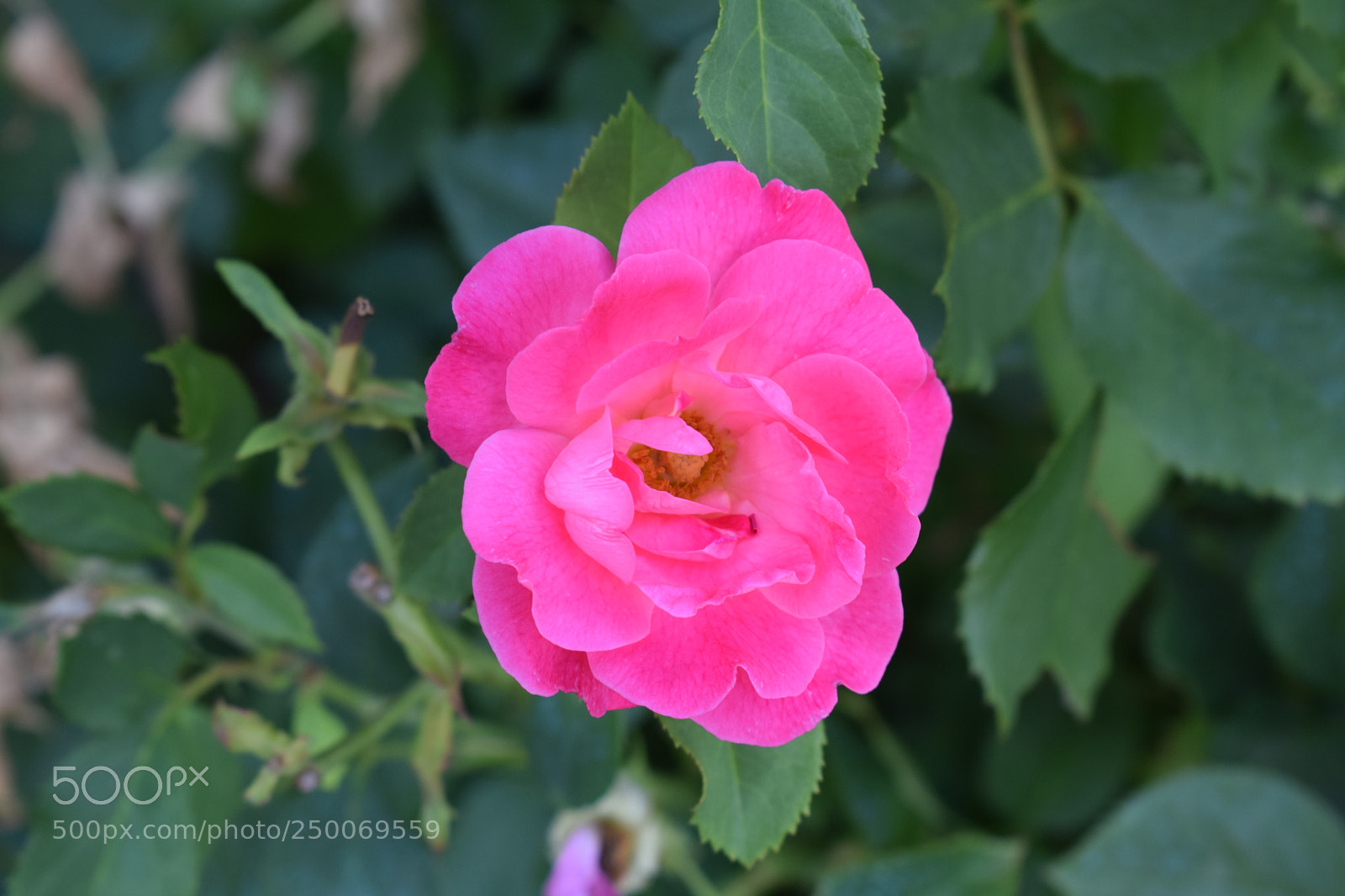 Nikon D3300 sample photo. Rose photography
