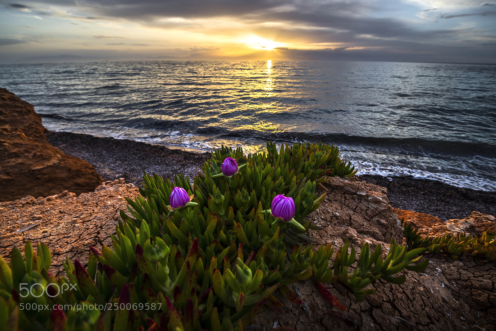 Nikon D600 sample photo. Flowers by the sea photography