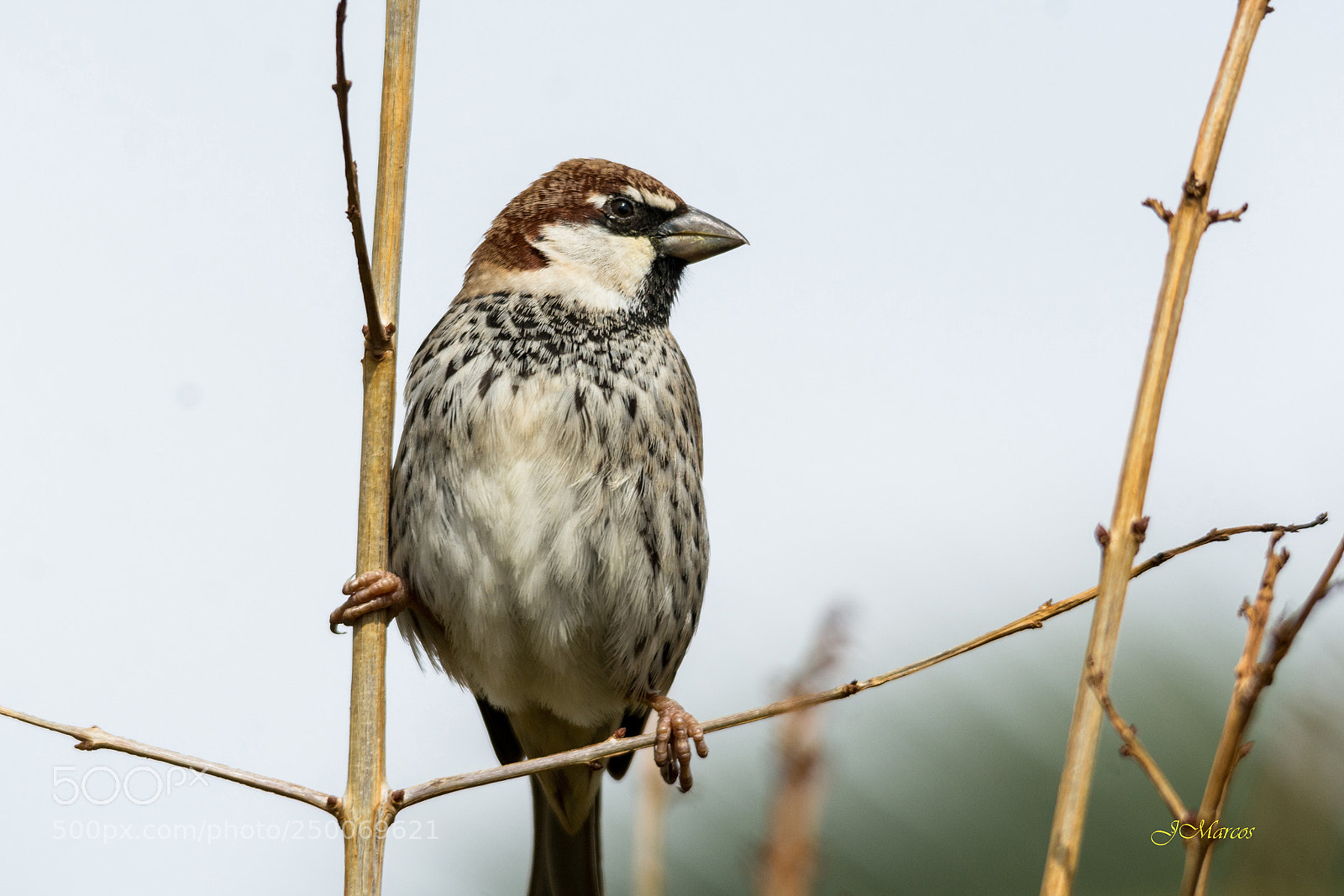 Nikon D7100 sample photo. Spanish sparrow photography