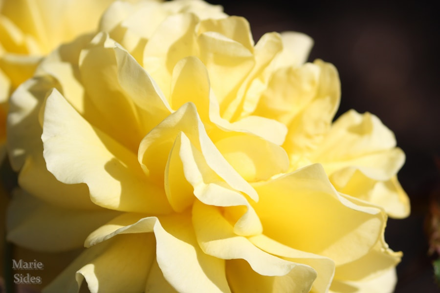 Canon EOS 100D (EOS Rebel SL1 / EOS Kiss X7) sample photo. Yellow rose photography