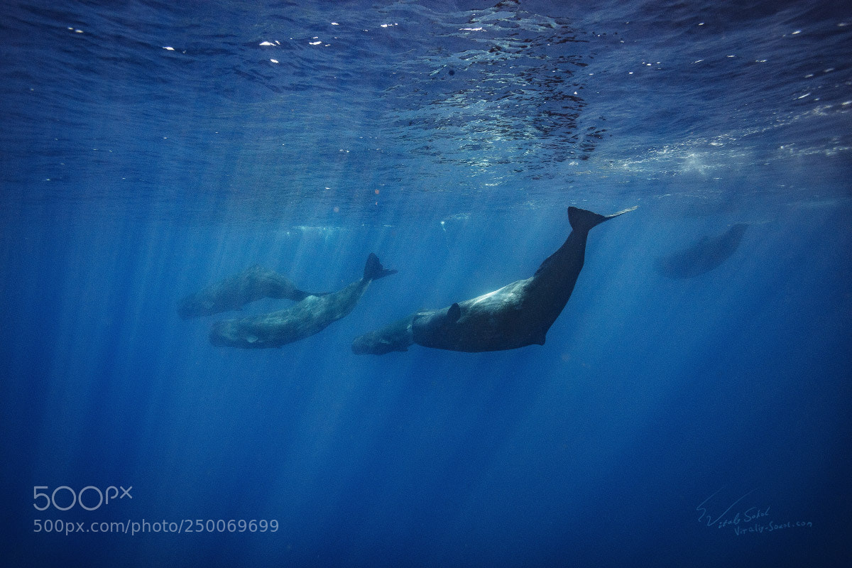 Canon EOS 5DS sample photo. Spermwhales photography