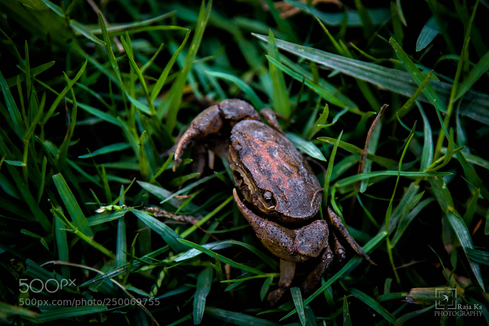 Canon EOS 70D sample photo. Field crab photography