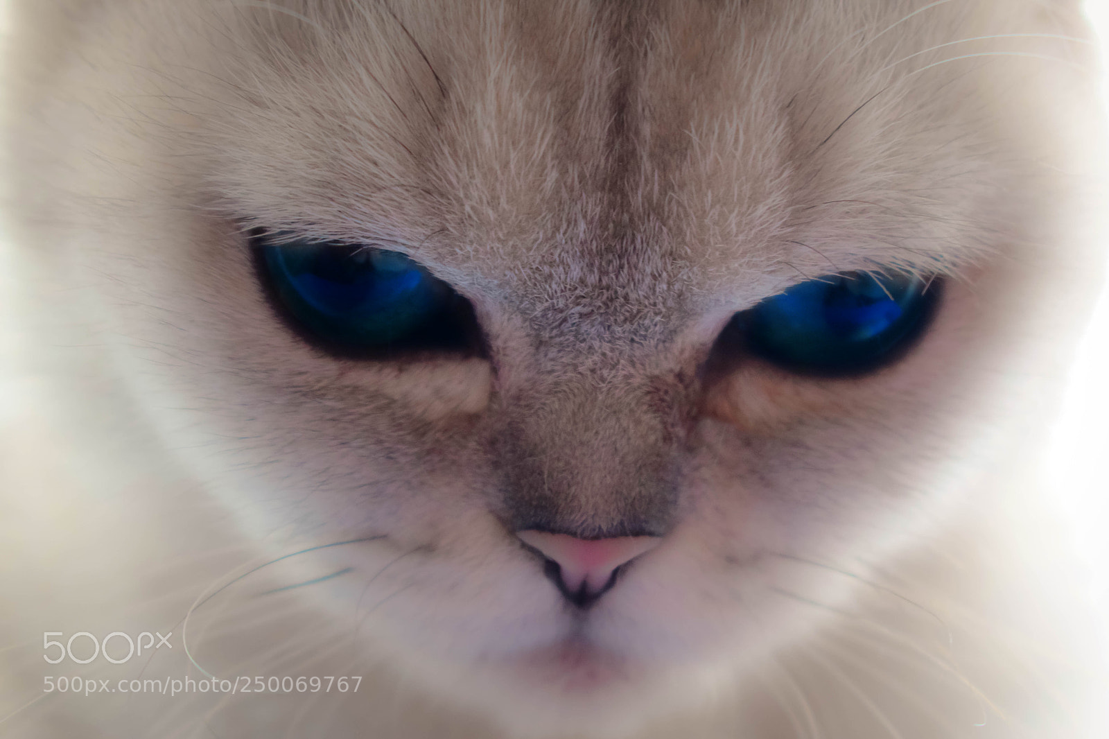 Nikon D3300 sample photo. Blue eyes photography