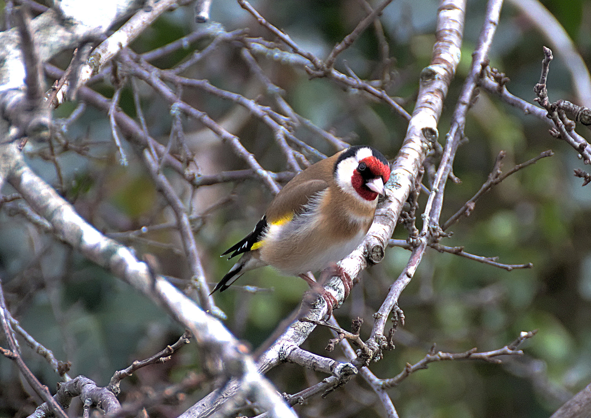 Canon EOS 77D (EOS 9000D / EOS 770D) + Tamron SP 70-300mm F4-5.6 Di VC USD sample photo. Goldfinch photography