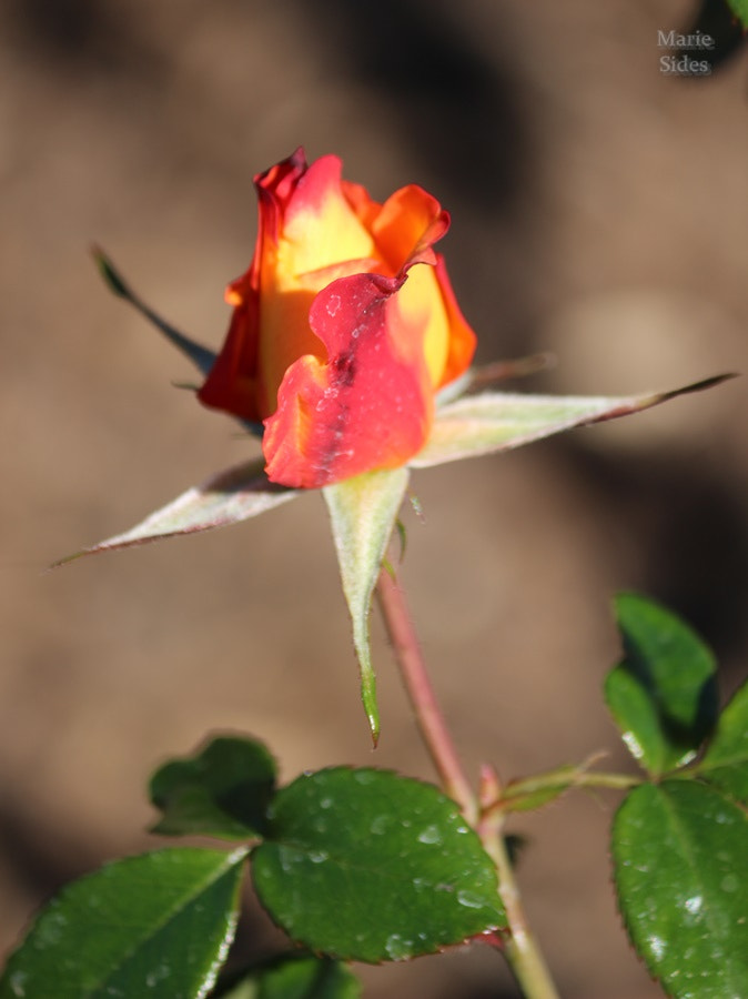 Canon EOS 100D (EOS Rebel SL1 / EOS Kiss X7) sample photo. Red and yellow rosebud photography