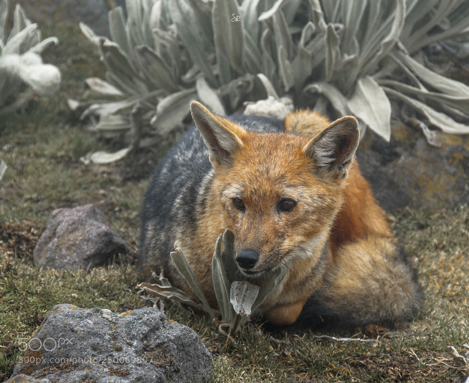 Nikon D7500 sample photo. Fox andean photography