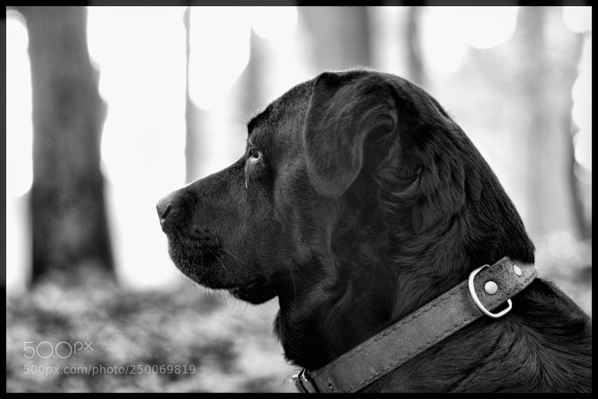 Canon EOS 50D sample photo. Untitled photography