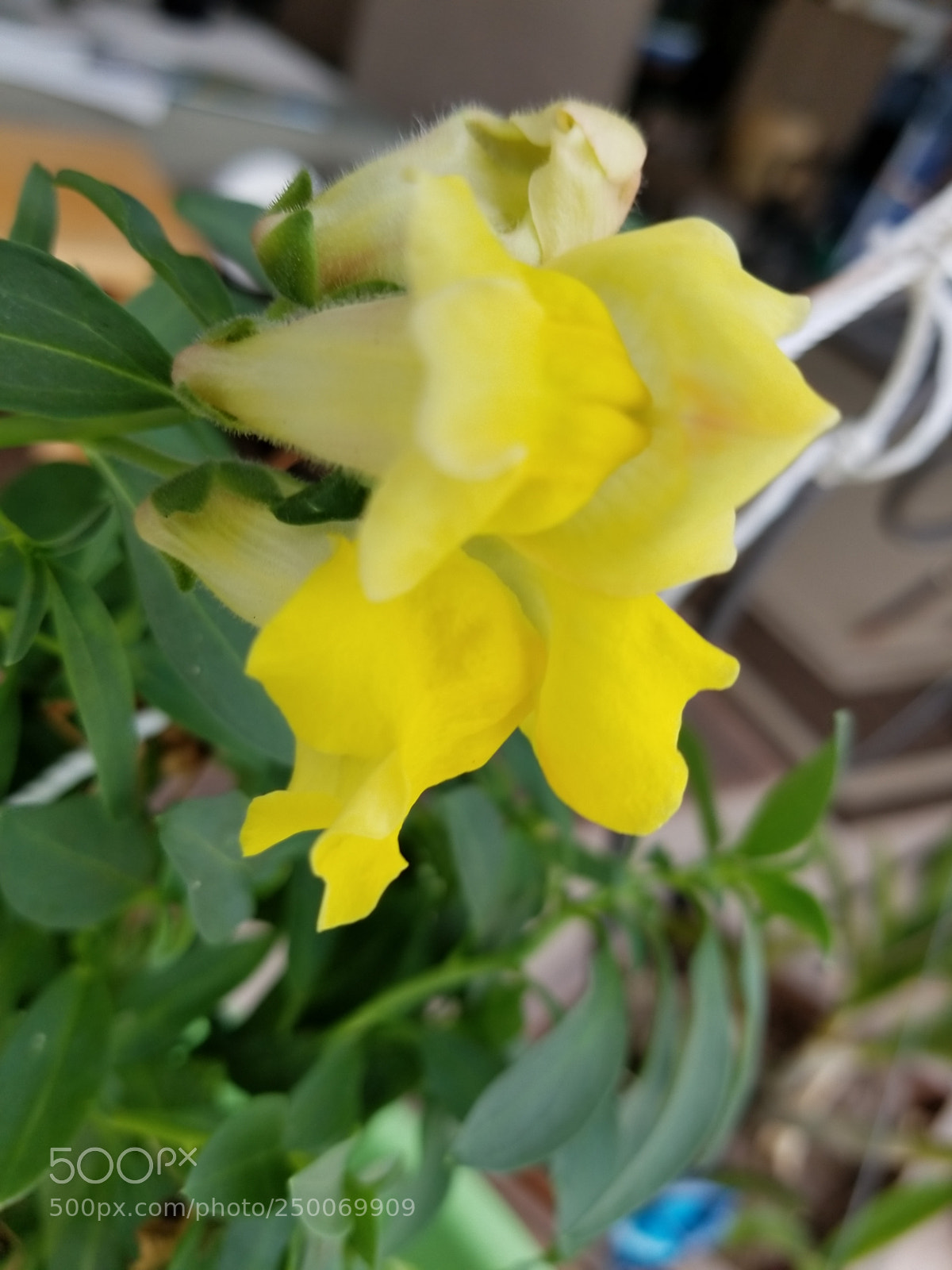 Samsung Galaxy S8+ sample photo. Yellow snapdragon photography