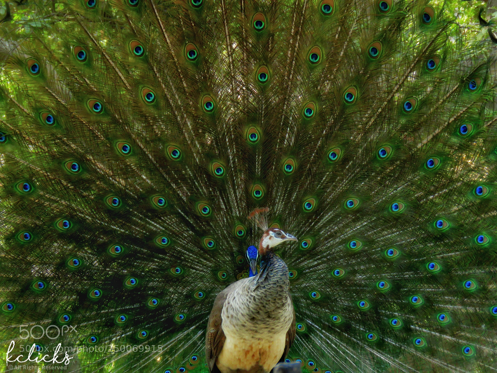 Canon PowerShot SX60 HS sample photo. Blue shoulder peacock photography