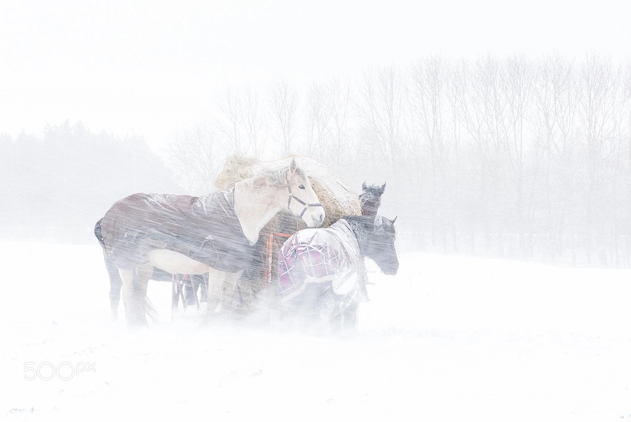 Nikon D810 sample photo. Bleak day to be photography