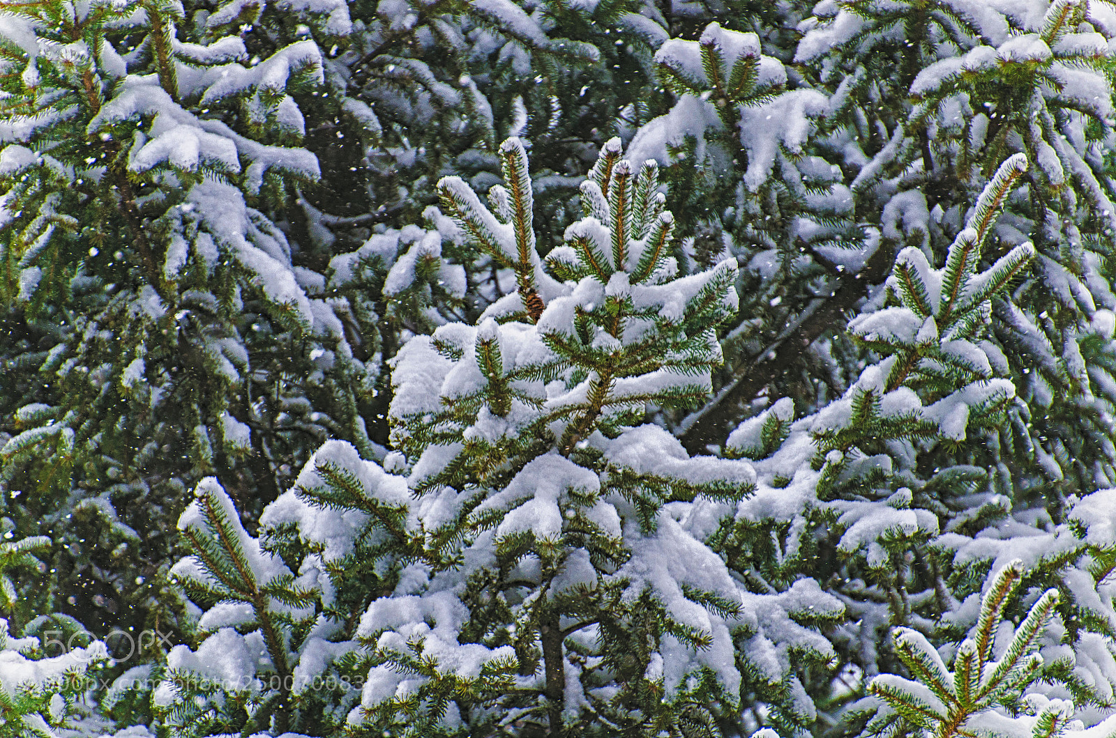 Nikon D7000 sample photo. Spring in winter photography