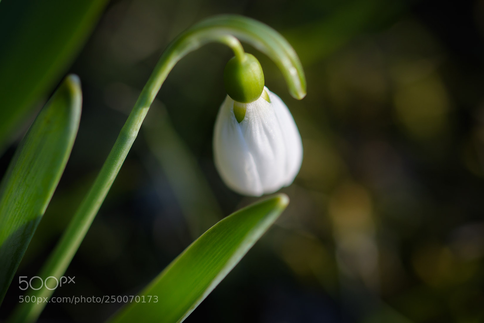 Nikon D500 sample photo. Snowdrop photography