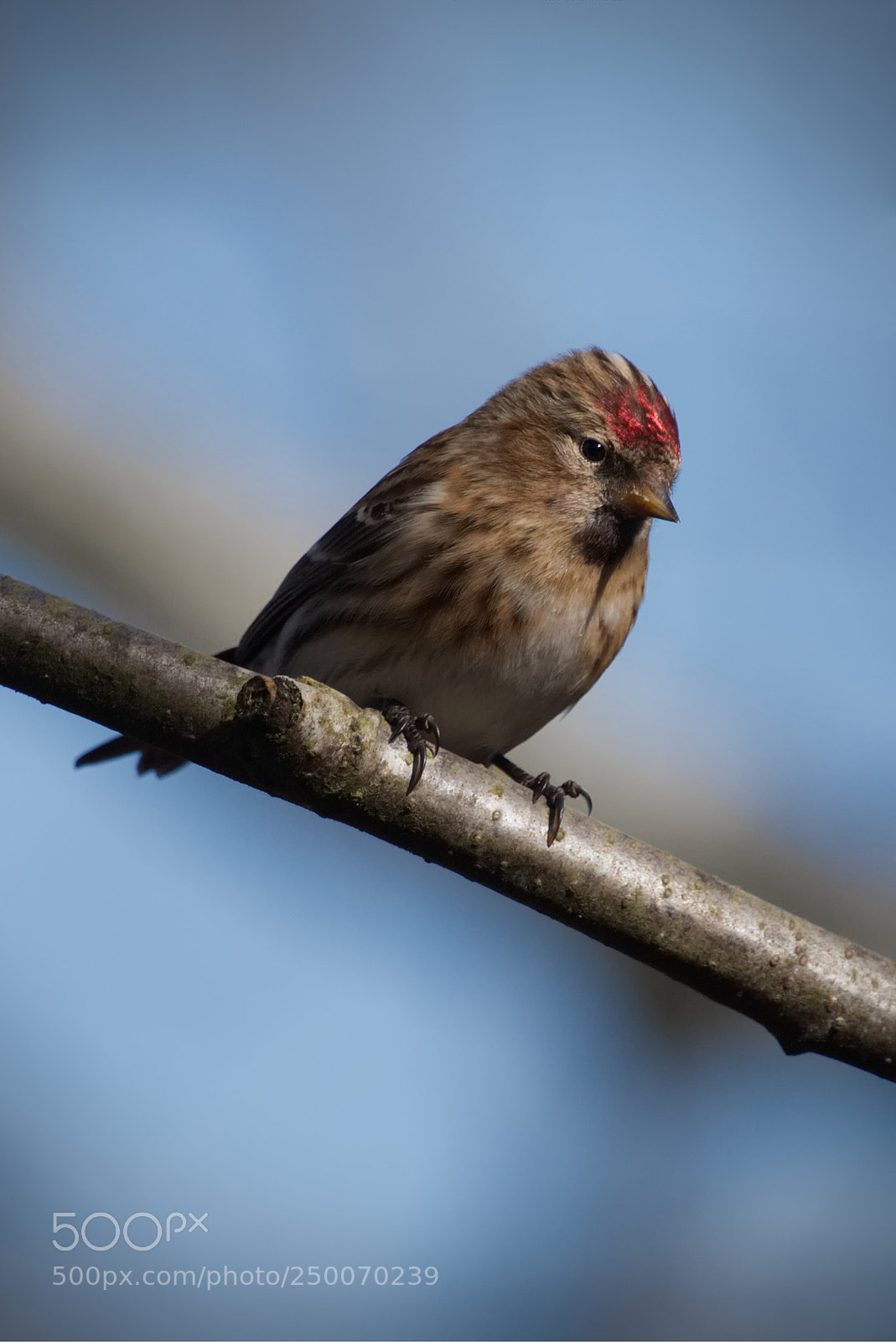 Canon EOS 70D sample photo. Redpoll photography