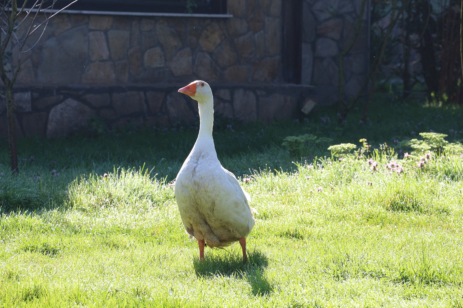 Canon EOS 650D (EOS Rebel T4i / EOS Kiss X6i) sample photo. Img photography