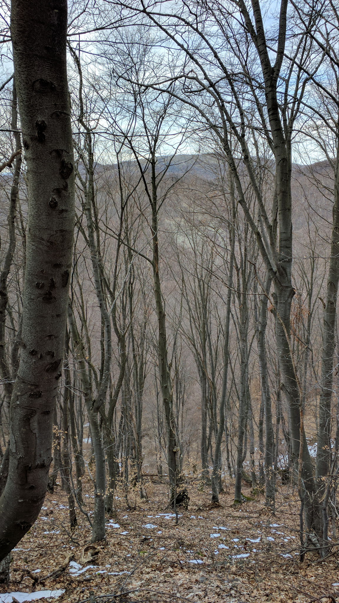 Motorola Nexus 6 sample photo. Pretty wild forest photography