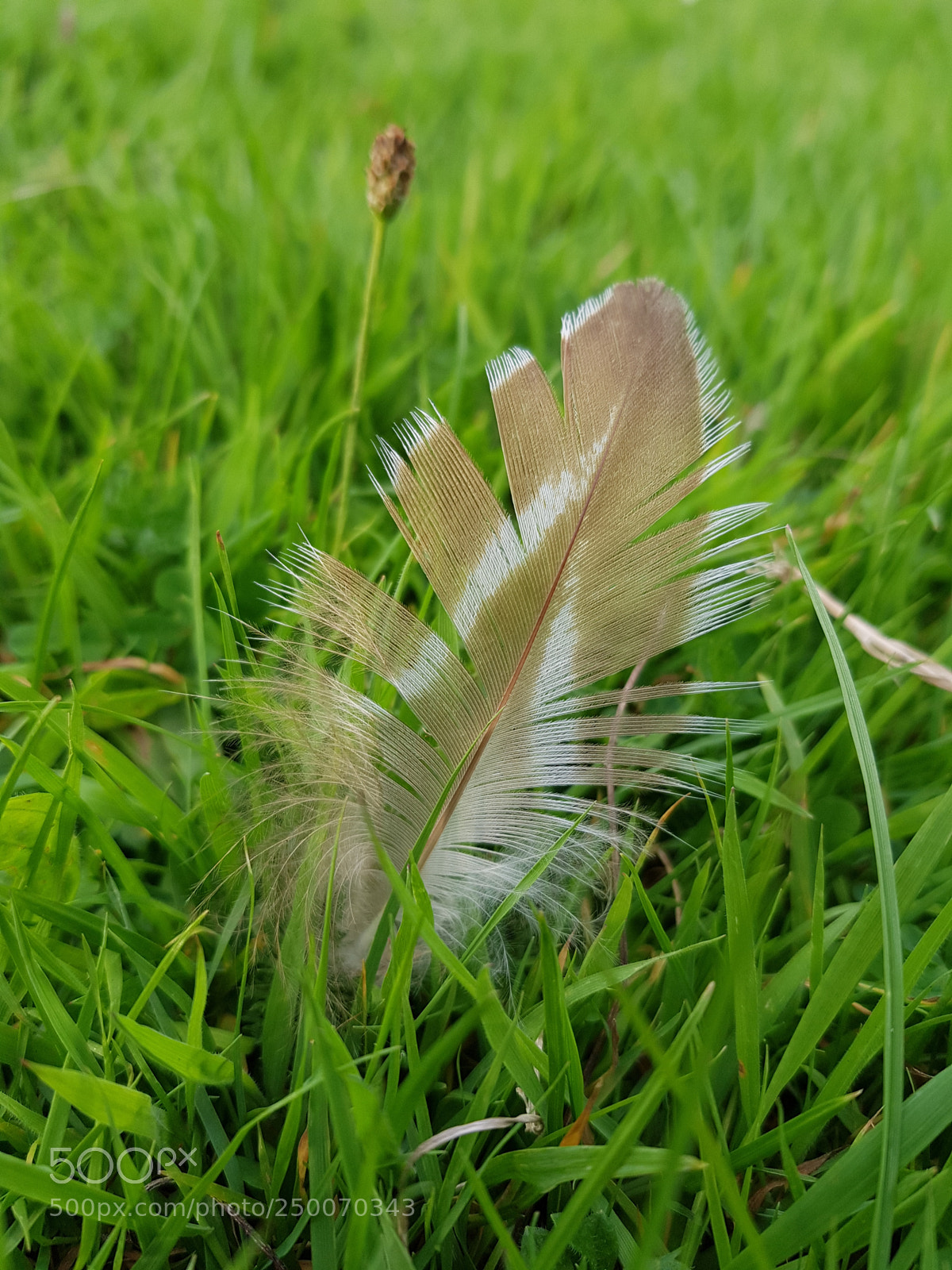 Samsung Galaxy S8+ sample photo. Feather in the grass photography