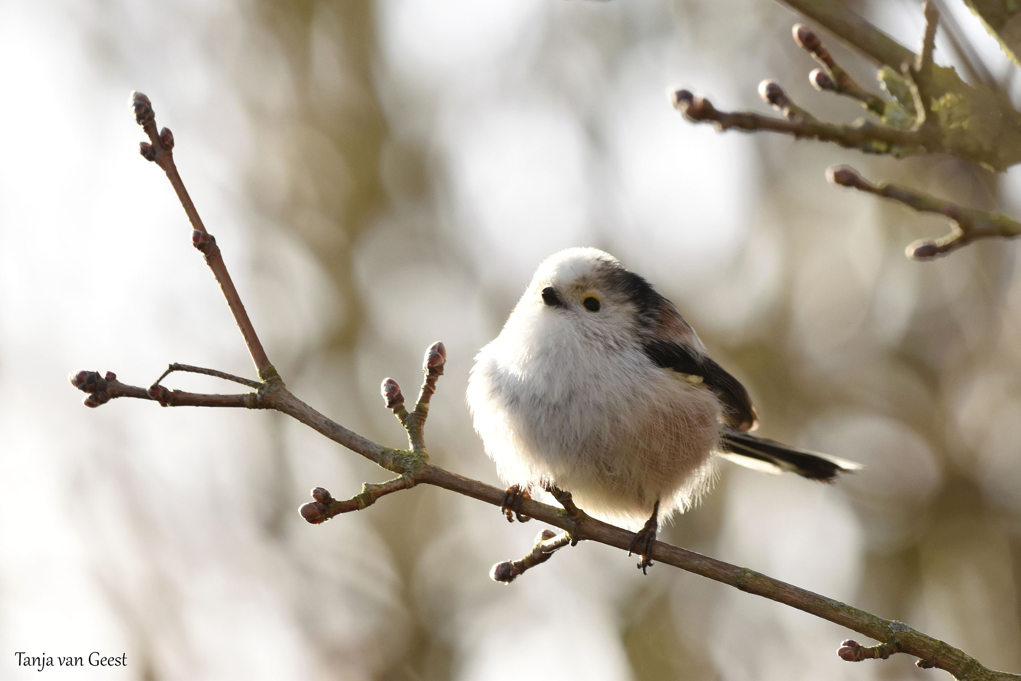 Nikon D5500 + Sigma 150-600mm F5-6.3 DG OS HSM | C sample photo. Long tailed tit photography