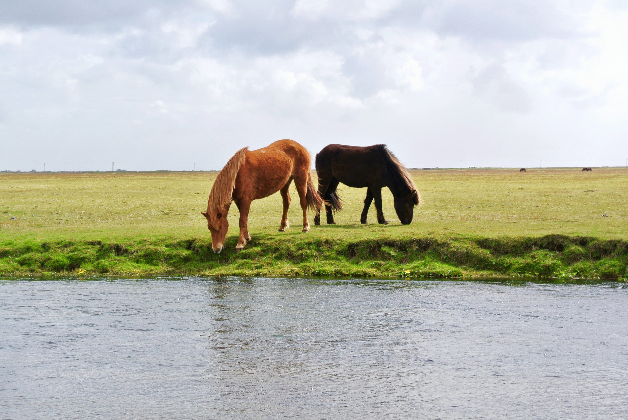 Nikon 1 J1 sample photo. Aw iceland horses photography