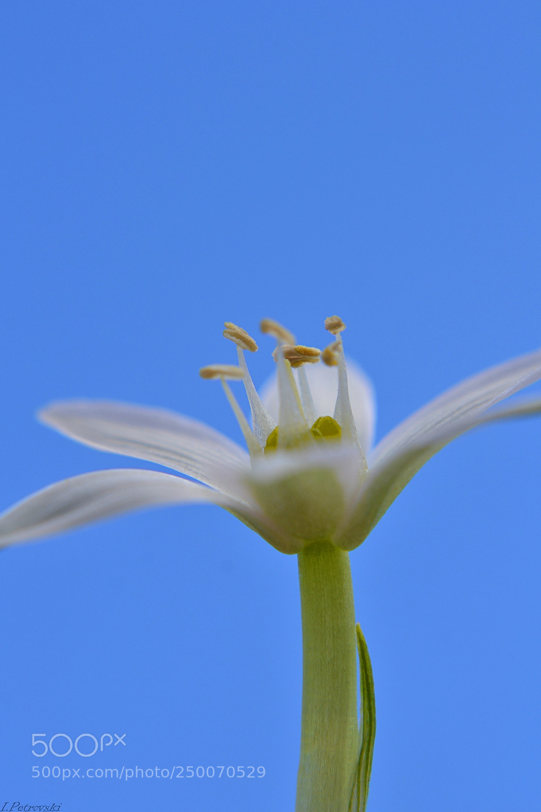 Nikon D3100 sample photo. Flower power photography