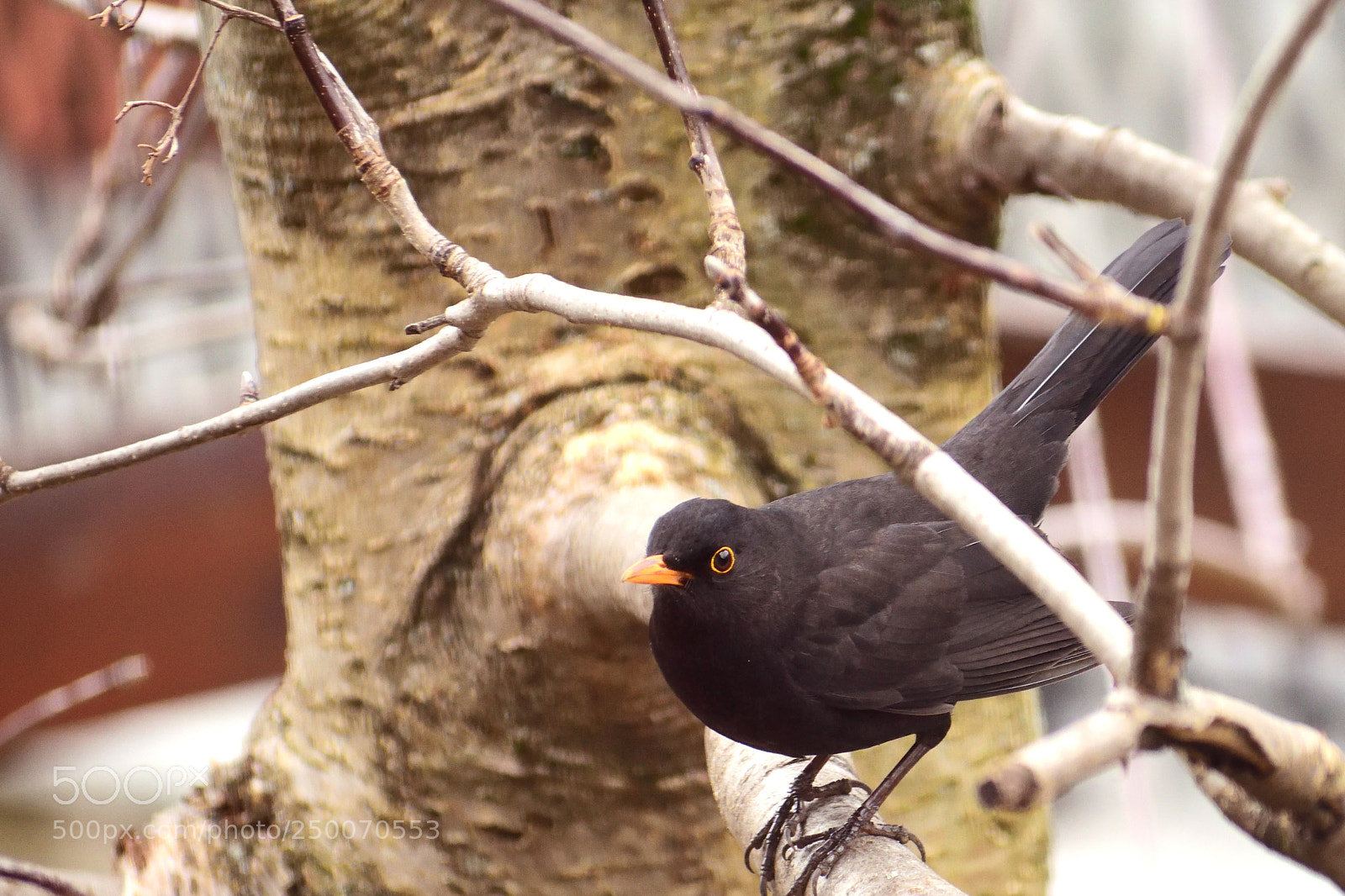 Nikon D3300 sample photo. Blackbird in winter photography