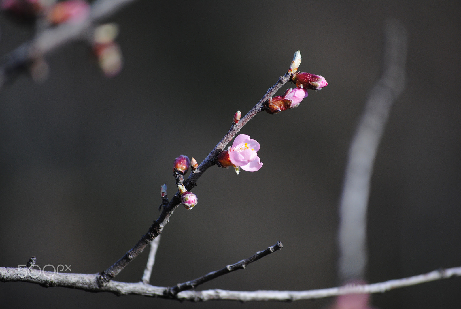 Nikon D3000 sample photo. Awakening of nature photography